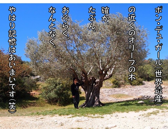 オリーブの木.jpg