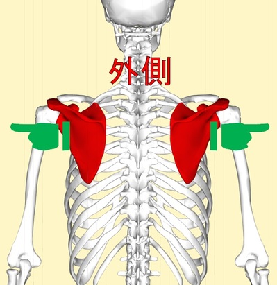 肩甲骨1.jpg