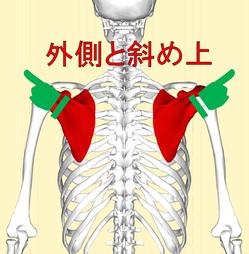 肩甲骨2.jpg