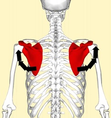 肩甲骨3.jpg