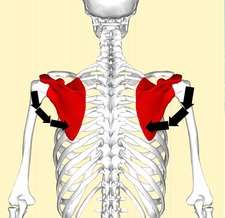 肩甲骨4.jpg